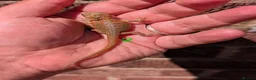 Bearded Dragon reptiles for sale: Red baby available soon  - Advert 7