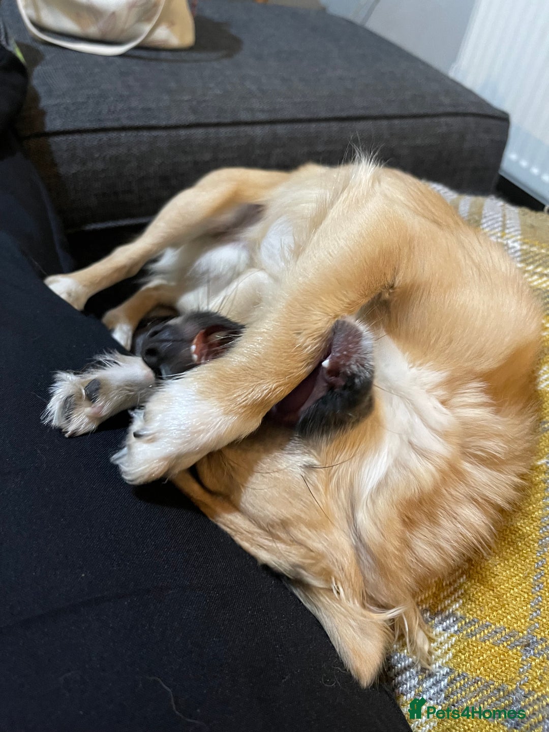 Chorkie dogs for sale: Max - Chorkie - Advert 4