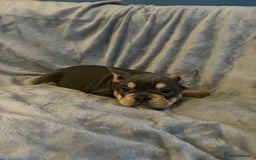 Mixed Breed dogs for sale: Beautiful spotty babies - Image 23