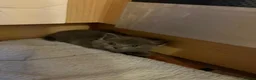 British Shorthair cats for sale: Grey British short hair beautiful kittens - Advert 7