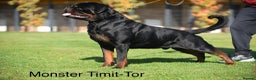Rottweiler dogs for sale: Top Quality KC Health Tested Rottweiler Puppies  - Advert 9
