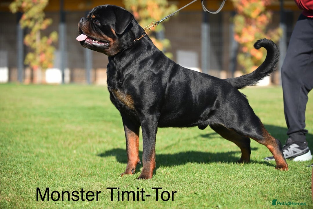Rottweiler dogs for sale: Top Quality KC Health Tested Rottweiler Puppies  - Advert 9