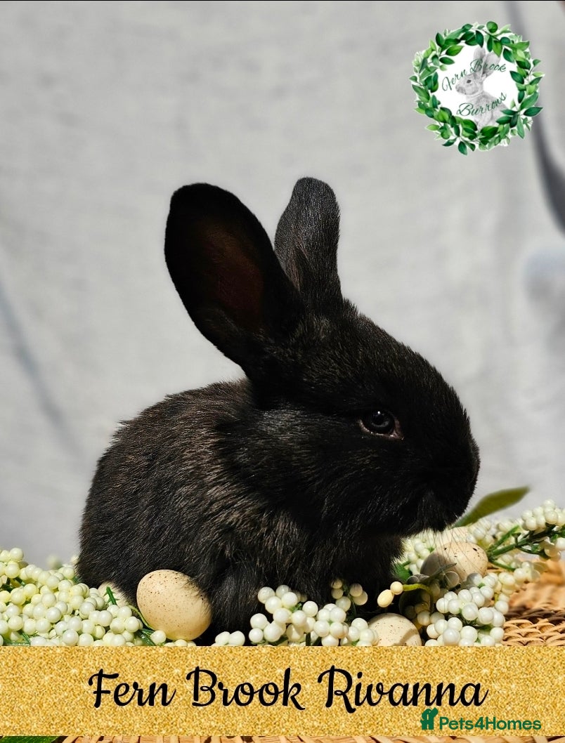 Continental Giant rabbits Purebred Continental Giants  - Advert 16