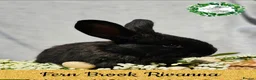 Continental Giant rabbits for sale: Purebred Continental Giants  - Advert 4