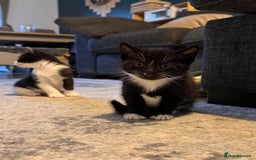 Mixed Breed cats for sale: 4 adorable kittens looking for a new home - Image 14