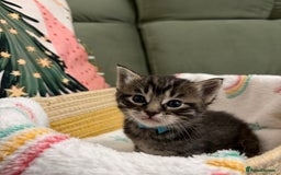 Siberian cats for sale: 4 Beautiful Siberian Cross Kitties 💗 - Advert 3