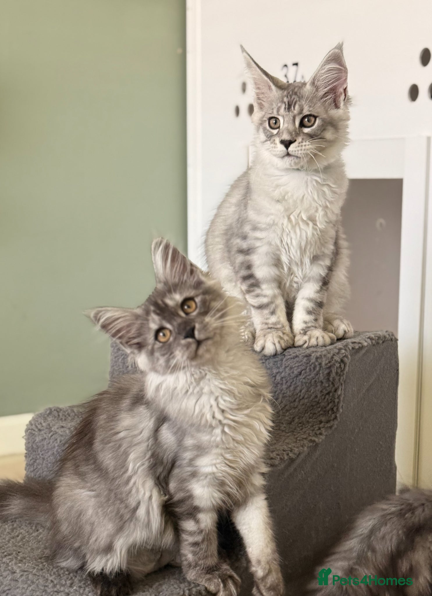 Maine Coon cats Son of Champion TICA Reg - Advert 2