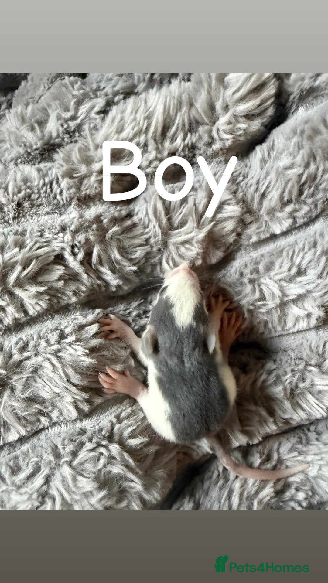 Rat rodents for sale: Baby rats mixed  - Advert 11