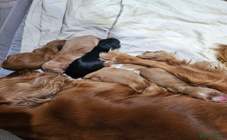 Cocker Spaniel dogs - Advert 4