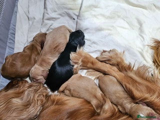 Cocker Spaniel dogs - Advert 27