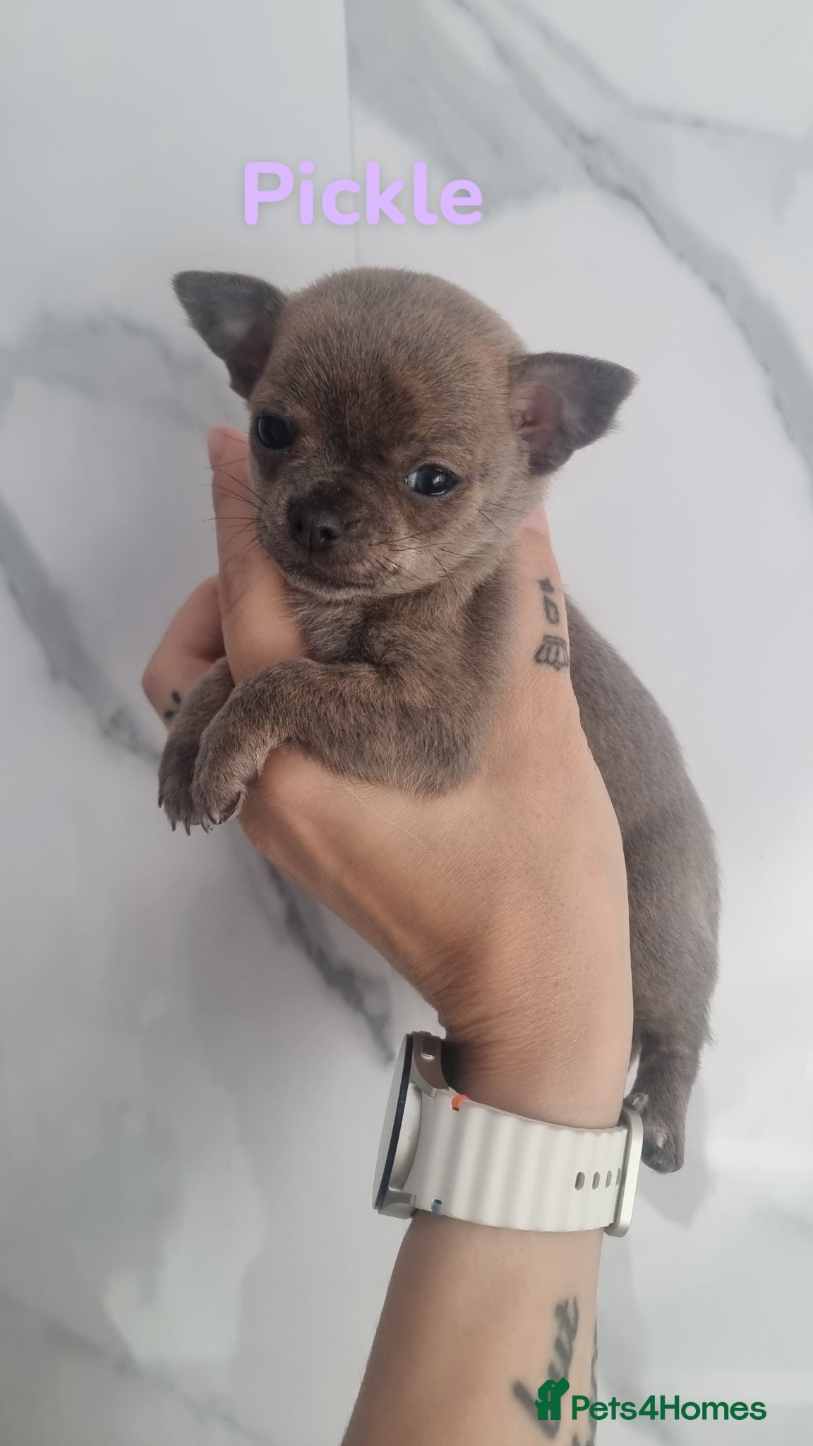 Chihuahua dogs for sale: Exquisite teeny Chihuahua puppies - Advert 2