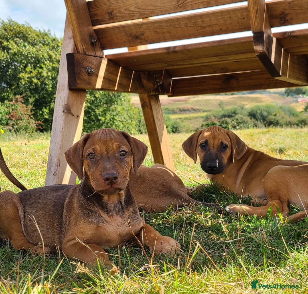 Rhodesian Ridgeback dogs for sale: Big bold bouncy bundles  - Image 9