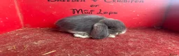 Mini Lop rabbits for sale: Beautiful mini lop babies ready now  - Advert 7