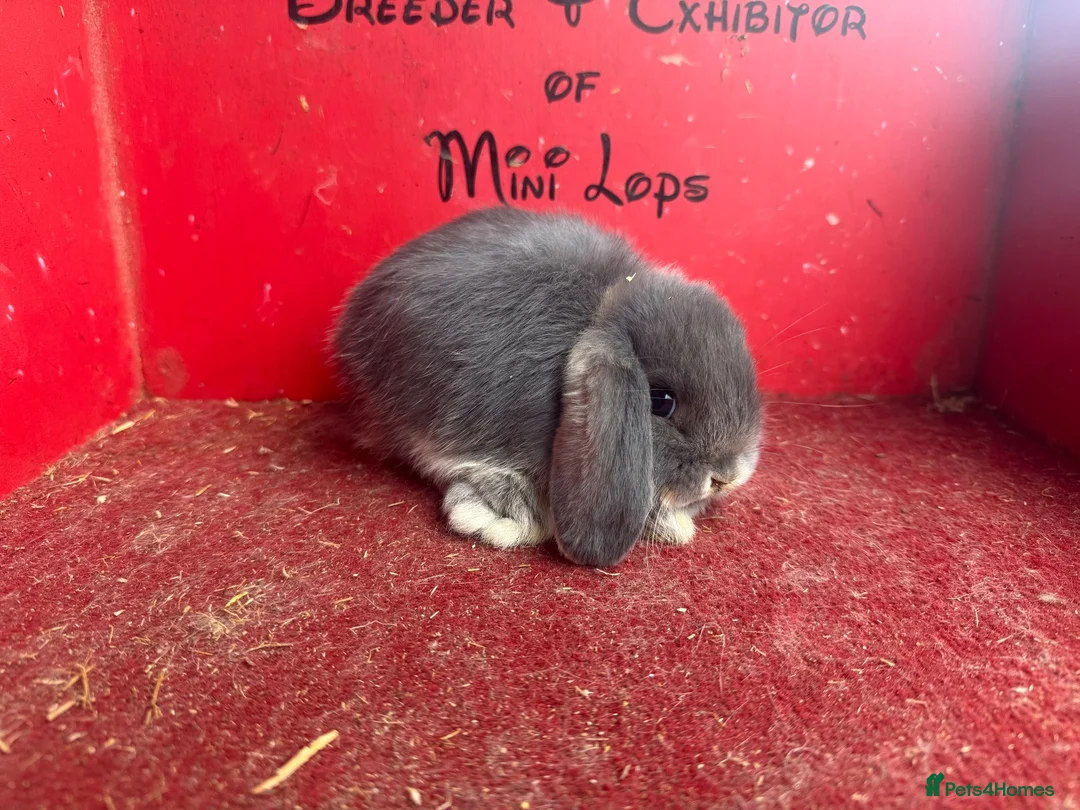 Mini Lop rabbits for sale: Beautiful mini lop babies ready now  - Advert 7