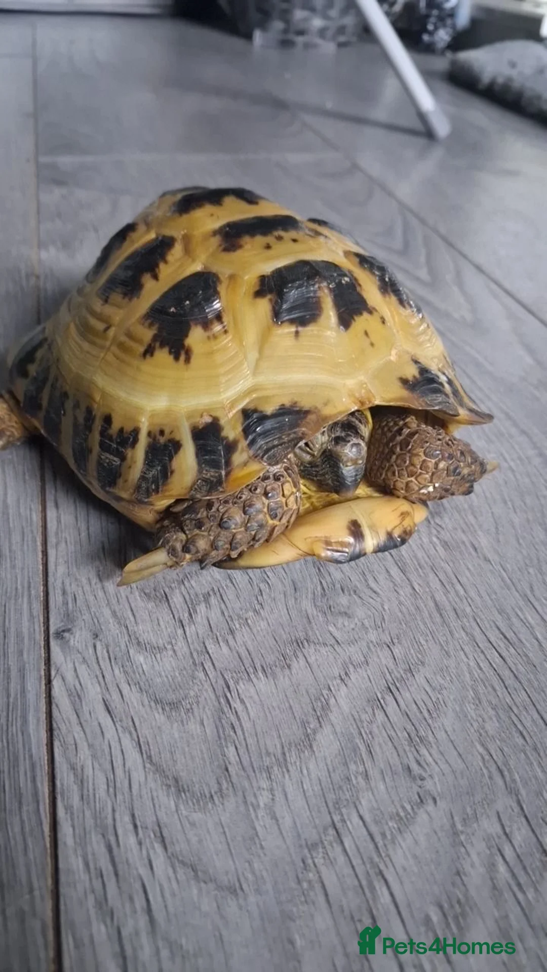 Tortoise reptiles for sale: Turtle  in Crewe - Advert 2