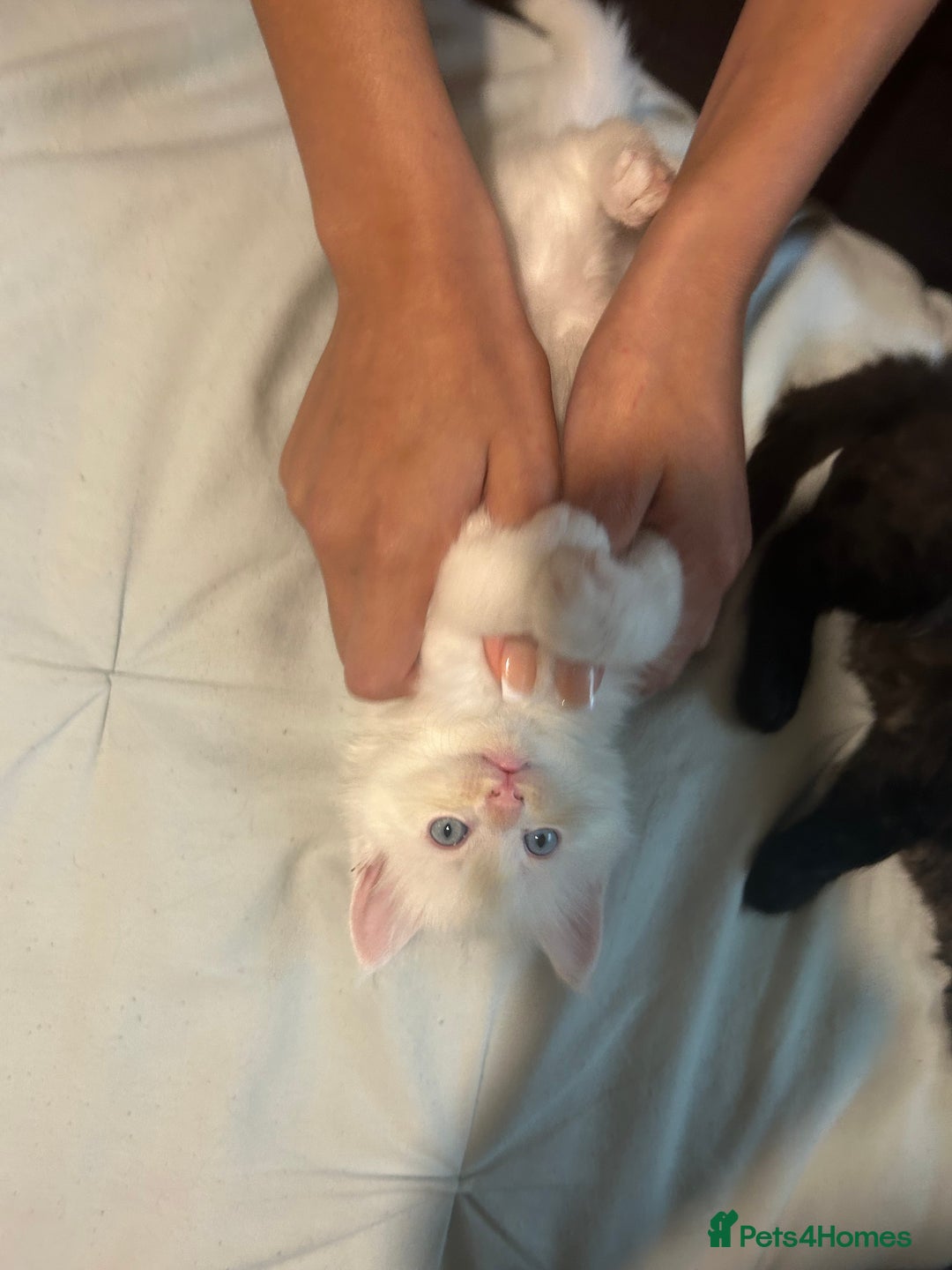 Ragdoll cats for sale: ragdoll x tabby  - Image 3