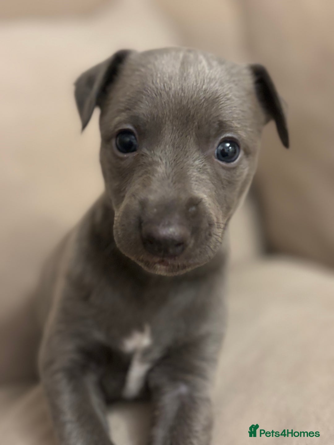 Whippet dogs for sale: Stunning KC registered whippet puppy’s  - Advert 16