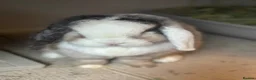 Mini Lop rabbits for sale: Gorgeous bonded neutered mini lops £100-£200 - Advert 10