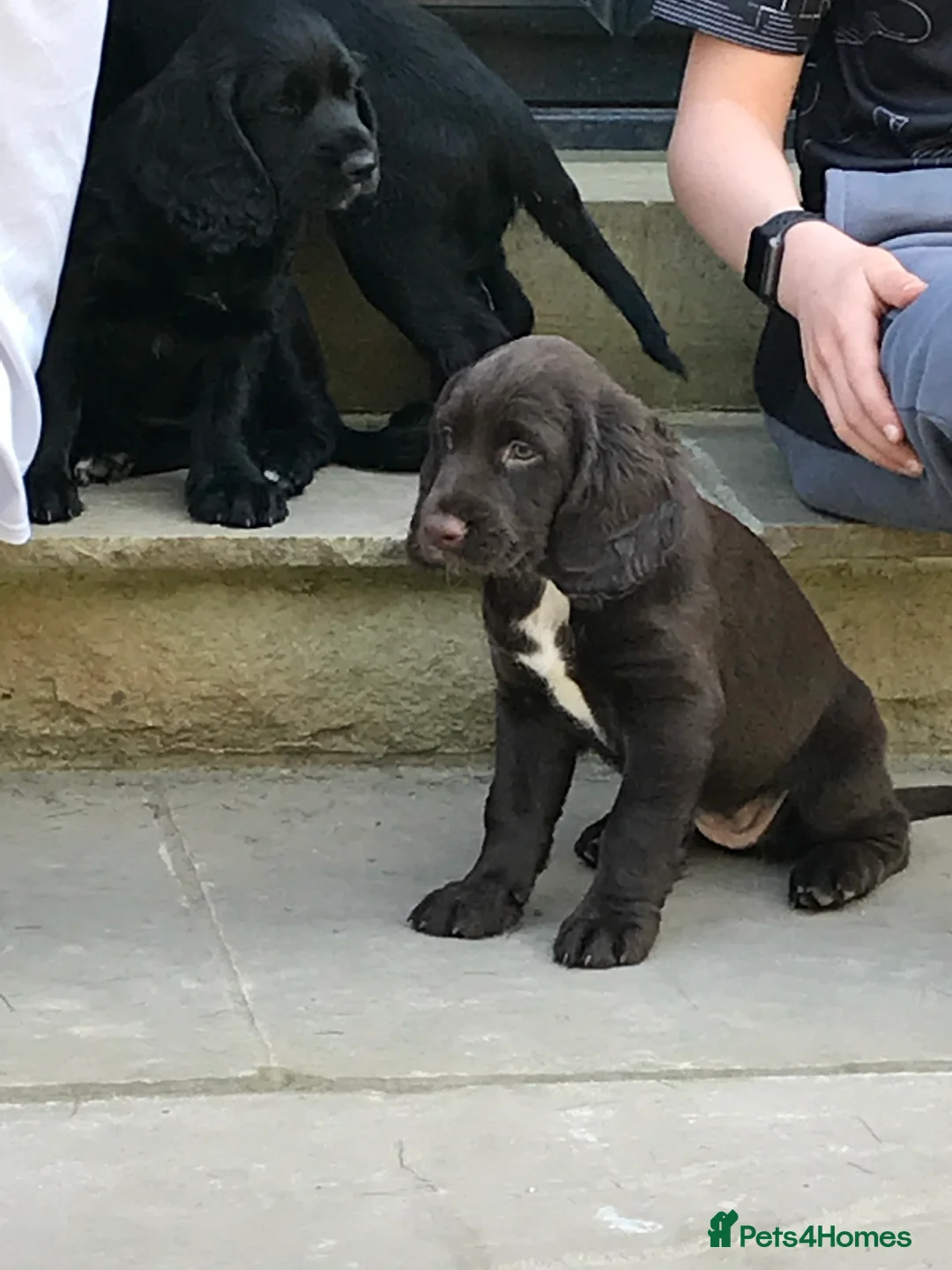 Cocker Spaniel dogs for stud: Cocker Spaniel for stud - NO FEE - Advert 13