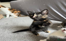 Mixed Breed cats for sale: Adorable 8wk Long-Haired Kittens – Ready Now  - Image 10