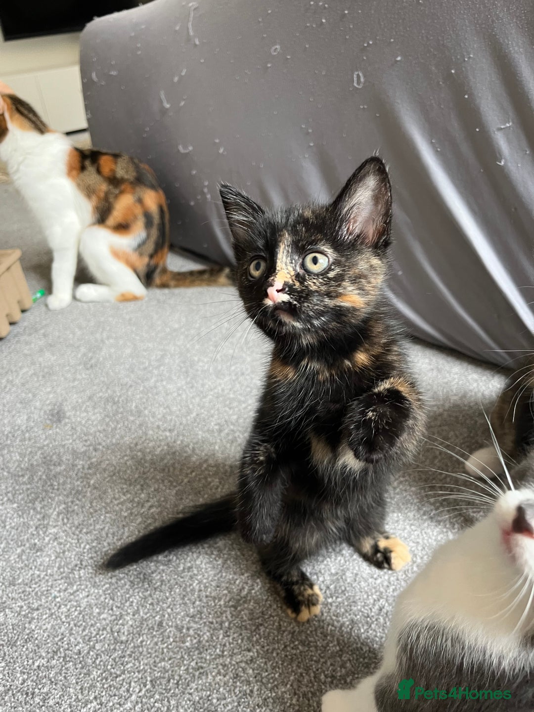 Mixed Breed cats for sale: Adorable 8wk Long-Haired Kittens – Ready Now  - Image 10