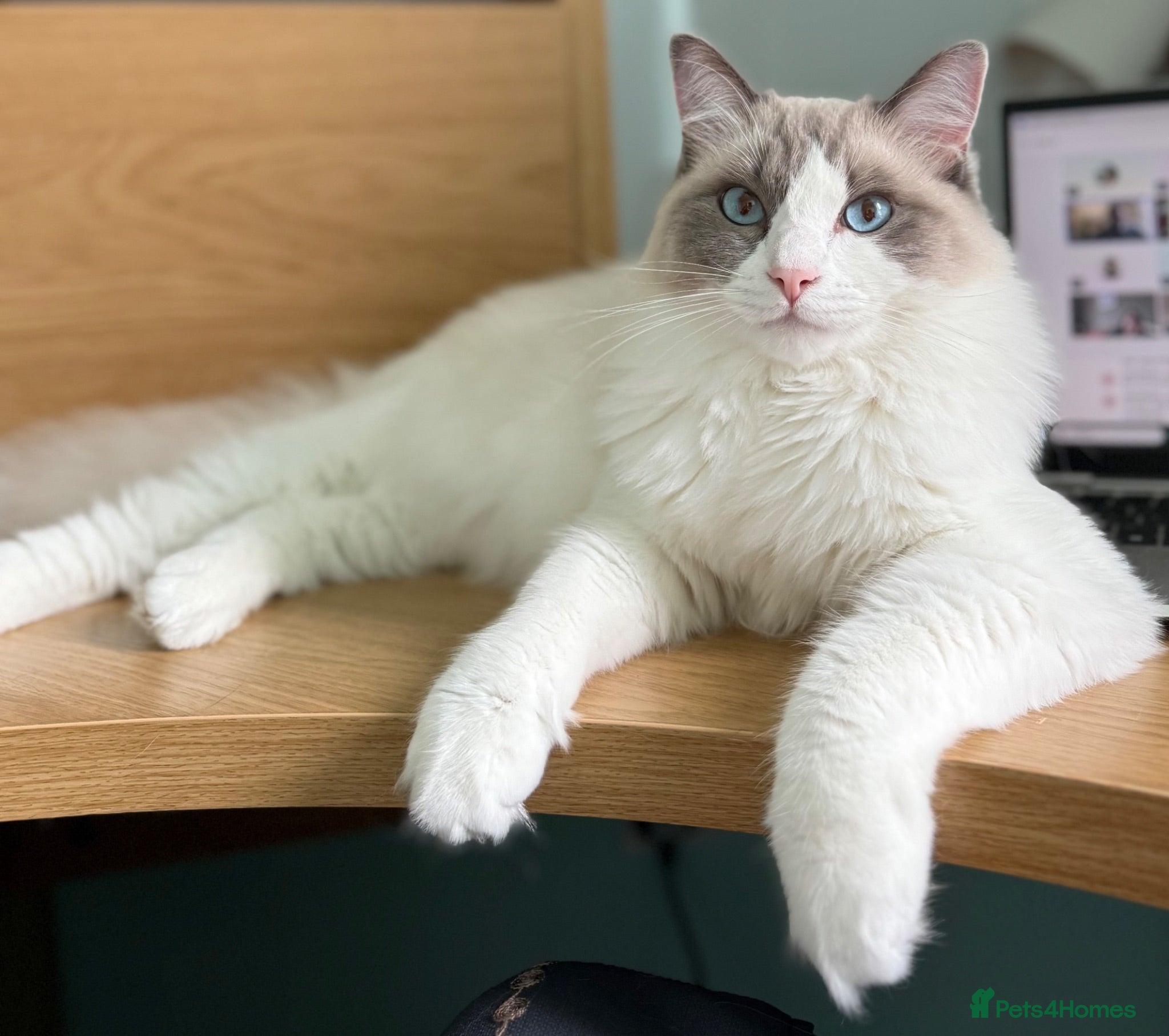 Ragdoll cats Chico - Advert 1