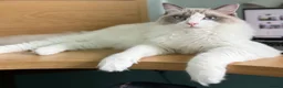 Ragdoll cats for sale: Chico - Advert 1