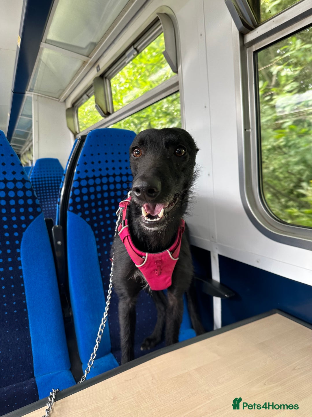 Lurcher dogs for sale: Four-year-old lurcher for sale - Image 17