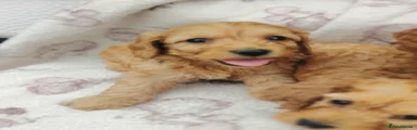Cockapoo 1