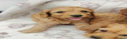 Cockapoo dogs for sale: Miniature cockapoo puppies  - Advert 27