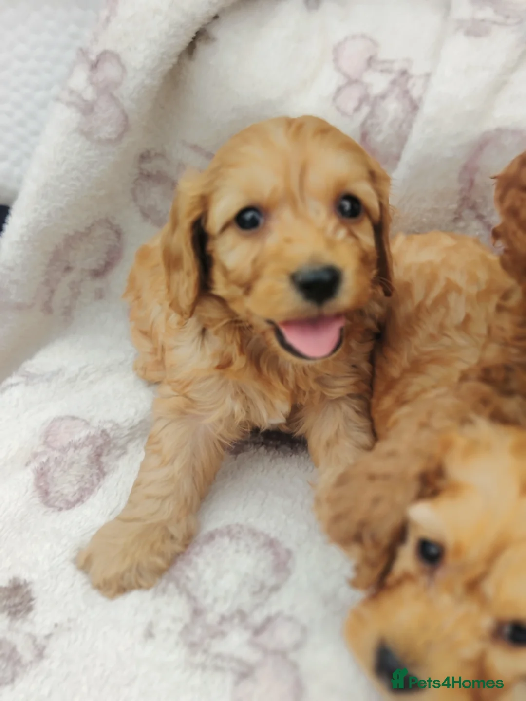 Cockapoo dogs for sale: Miniature cockapoo puppies  - Advert 27