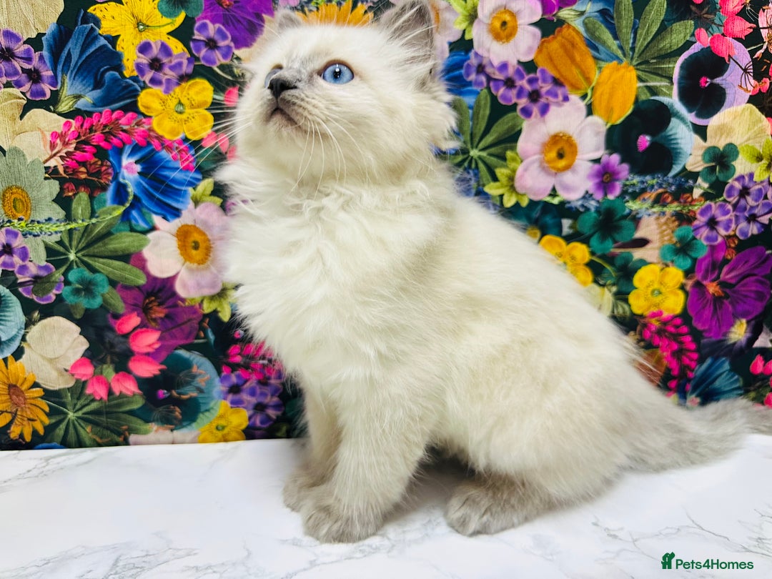 Ragdoll cats for sale: Beautiful Ragdoll Kittens  - Image 29