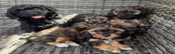 Cavapoo dogs for sale: Amazing coloured fi cavapoo health tested parents  - Advert 8