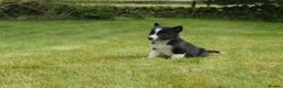 Border Collie dogs for sale: Registered Border Collie Puppies for sale - Advert 9