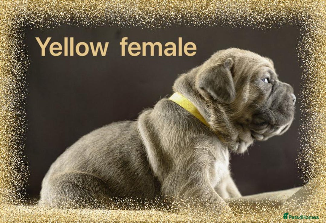 Cane Corso dogs for sale: Elite Formentino Cane Corso puppies - Advert 8