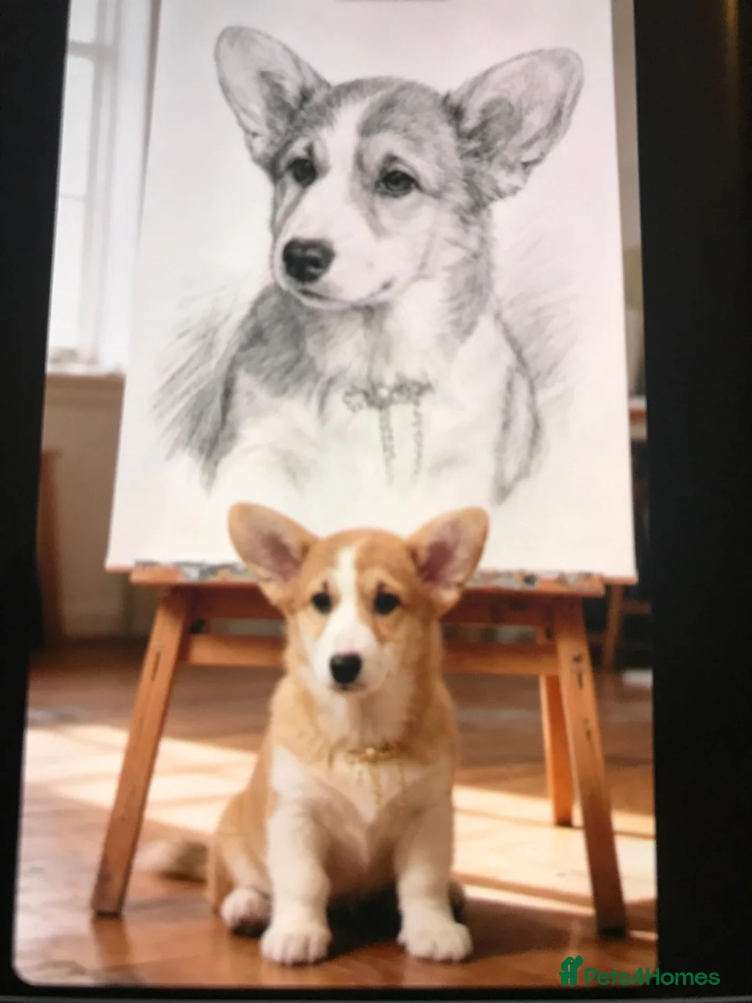 Welsh Corgi Pembroke dogs for sale: CHAMPION LINE FEMALE CORGI PUPPY  - Advert 1