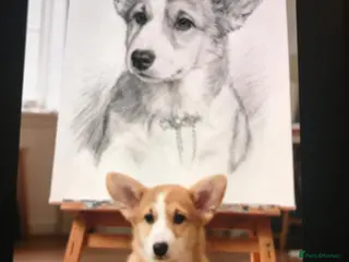 Welsh Corgi Pembroke dogs CHAMPION LINE FEMALE CORGI PUPPY - Advert 1