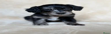 Cockapoo 4