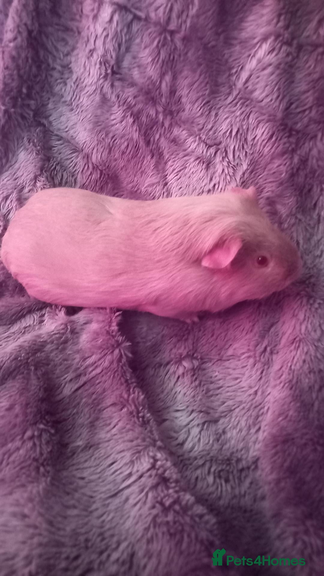 Guinea Pig rodents Two Male Guinea Pigs for Sale (will split) - Advert 2