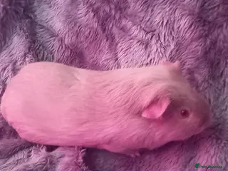 Guinea Pig rodents Two Male Guinea Pigs for Sale (will split) - Advert 2