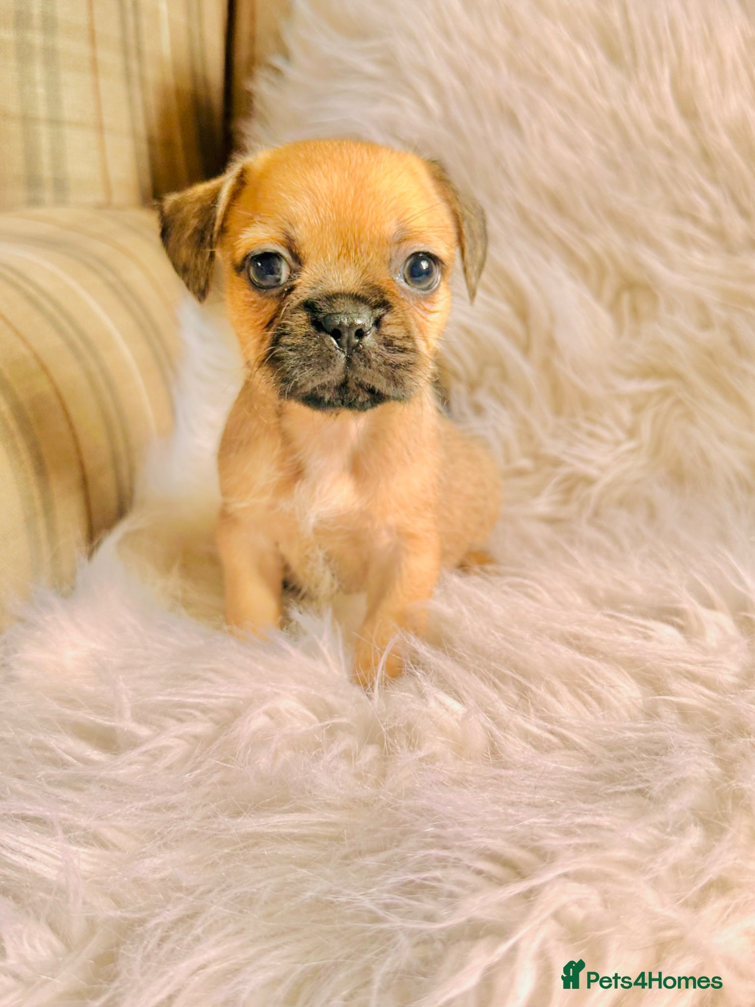 Mixed Breed dogs for sale: Shih Tzu x Frenchie pups - Advert 9