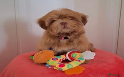 Shih Tzu dogs for sale: 💝 Rehoming Beautiful Shih Tzu Girl - Image 1