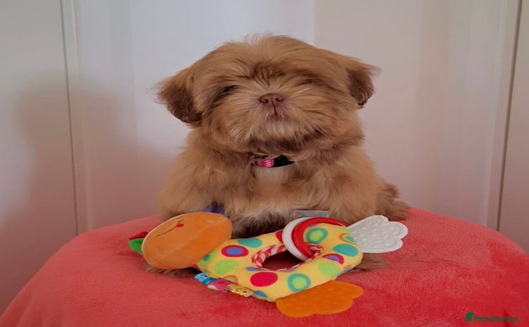 Shih Tzu dogs - Advert 5