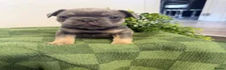 French Bulldog dogs for sale: French Bulldog Puppies✨ - Advert 1
