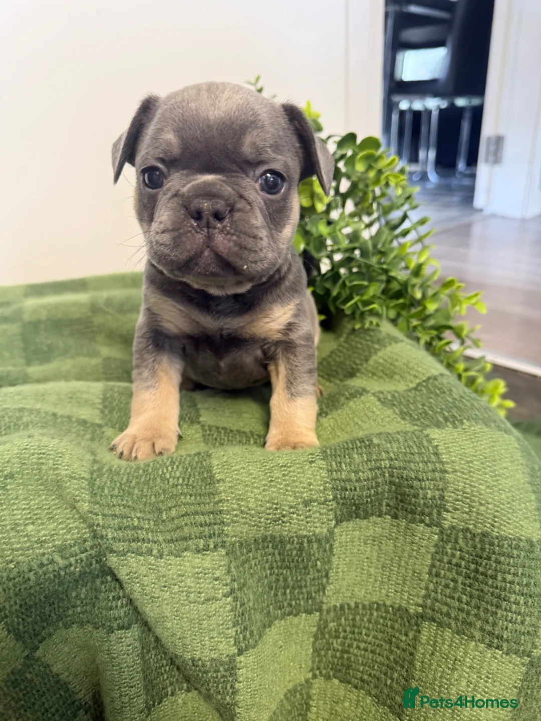 French Bulldog dogs for sale: French Bulldog Puppies✨ - Advert 1