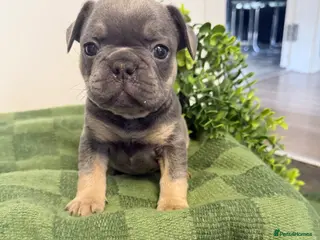French Bulldog dogs French Bulldog Puppies✨ - Advert 1