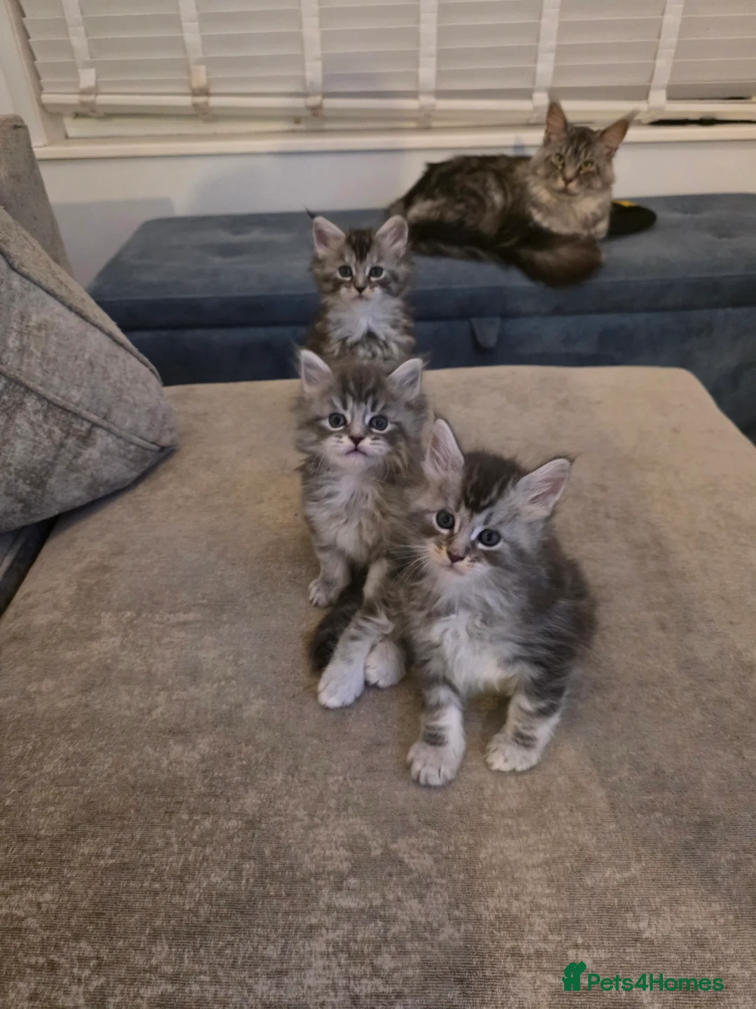 Maine Coon cats for sale: Pure maine coons kittens 2bs 3gs ready 14/2/26 - Advert 1