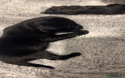 Labrador Retriever dogs for sale: Most beautiful litter of Labradors  - Image 14