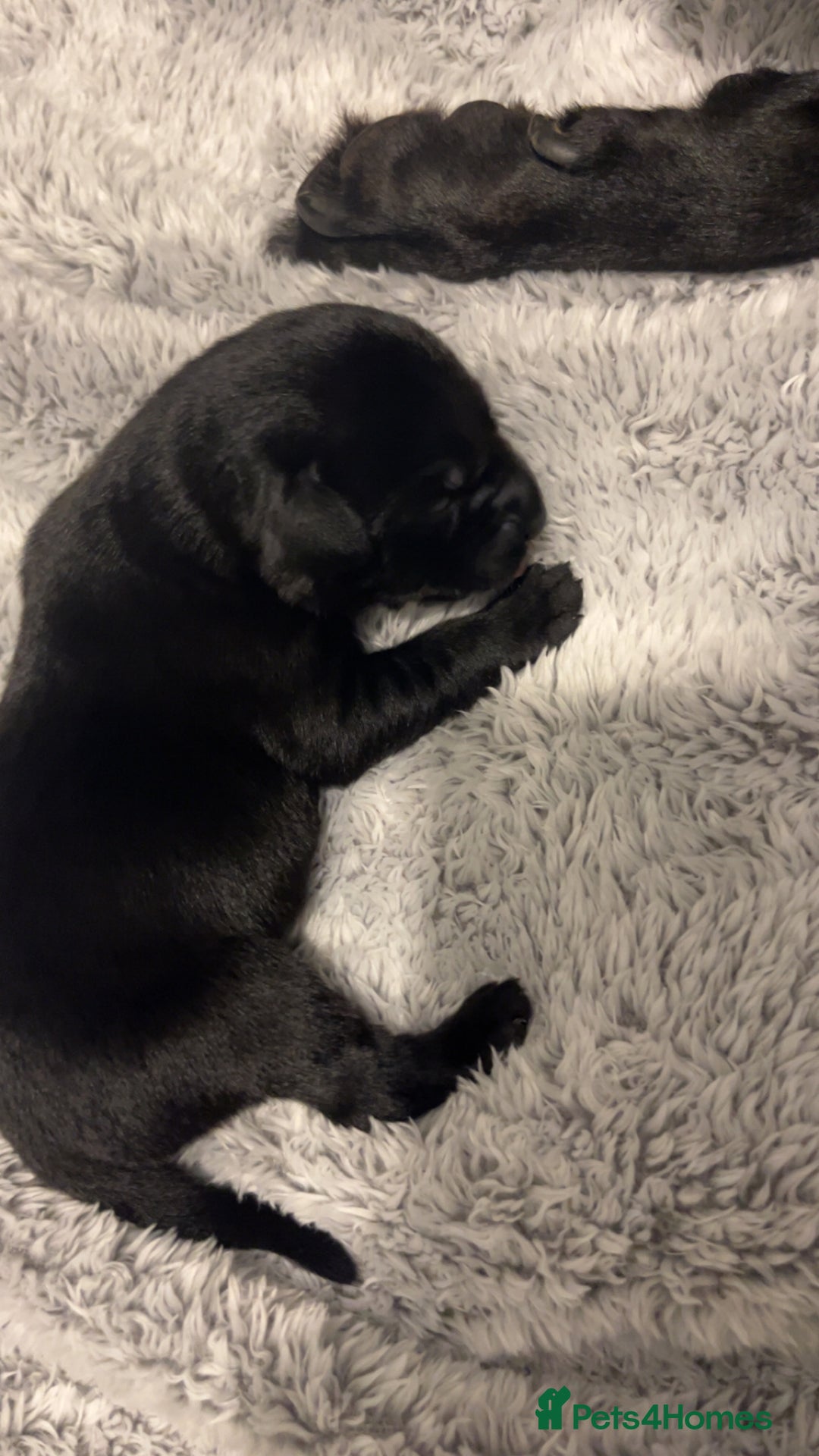 Labrador Retriever dogs for sale: Most beautiful litter of Labradors  - Image 14