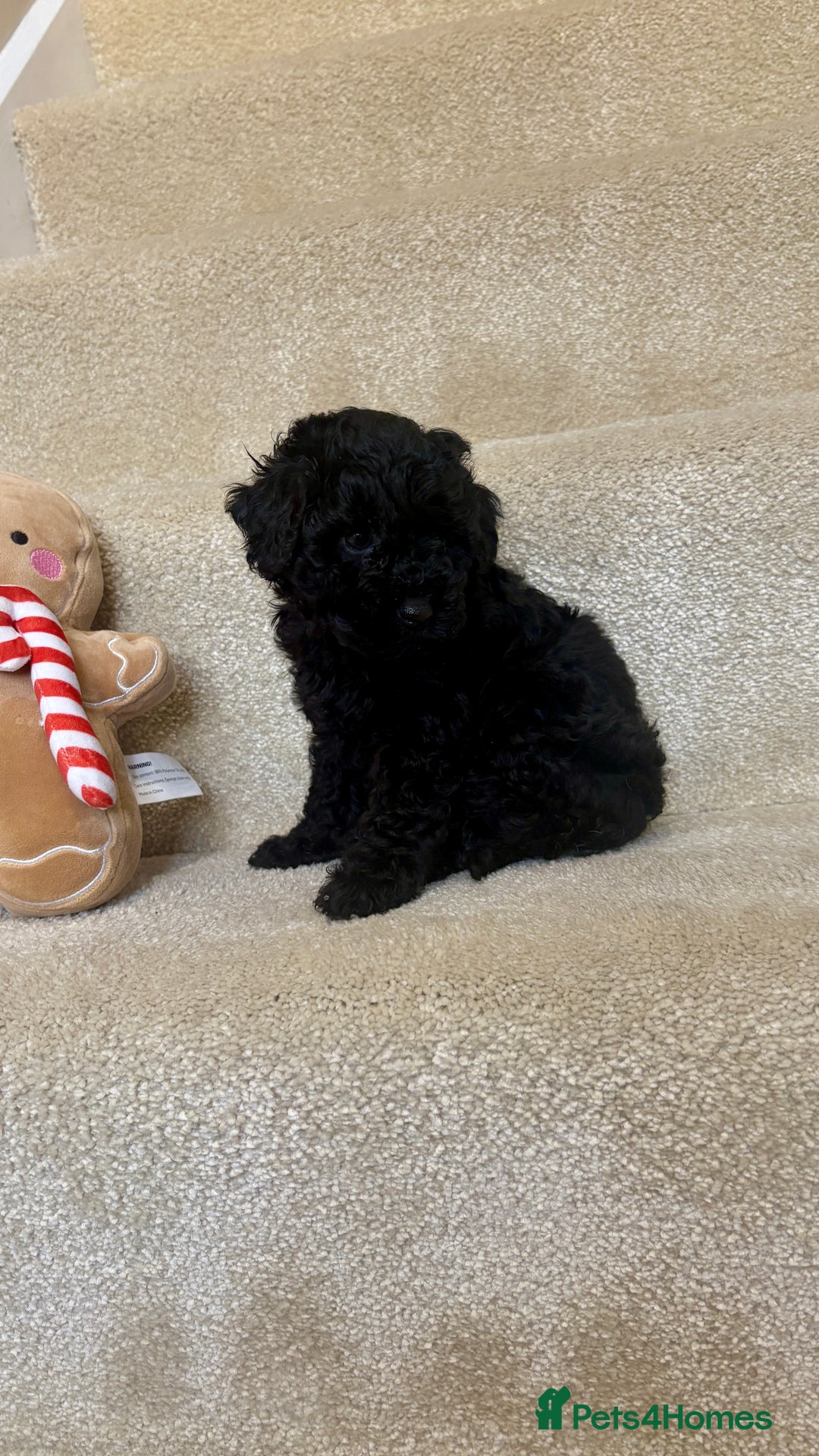 Lhasapoo dogs for sale: ***2 stunning lhasapoos ready this week*** - Advert 6